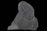 Elrathia Trilobite Molt Fossil - Utah - House Range #139710-1